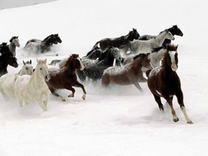 snowy horses