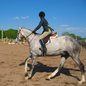 spruce meadows