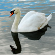 Swan